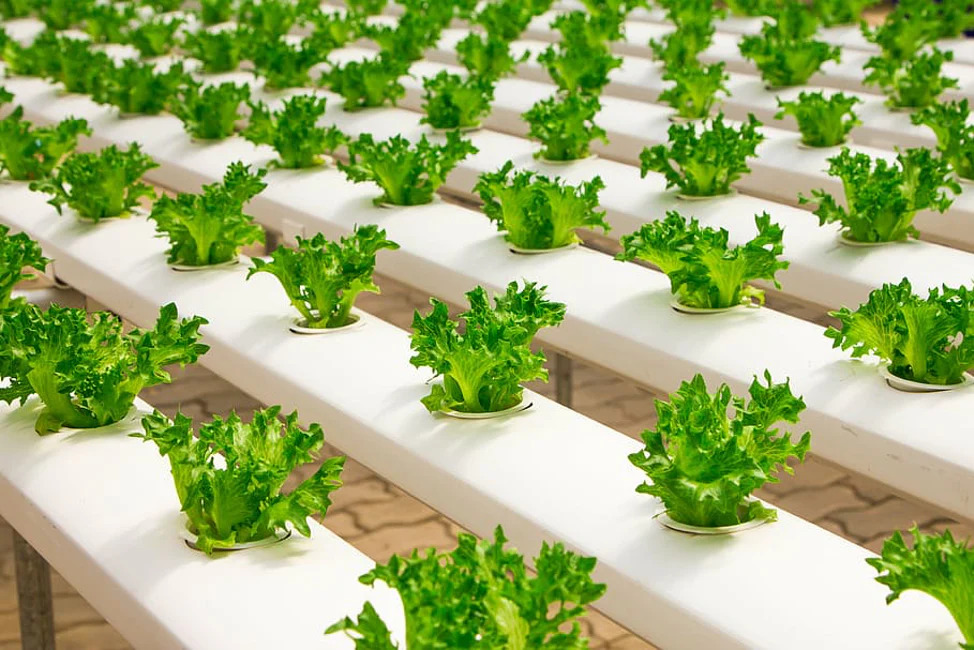 Global Hydroponics Market Size, Share, Trends Growth Analysis 2031